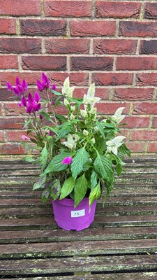 Lot 1015 - patio celosia
