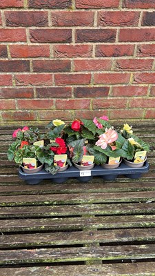 Lot 1016 - tray of 10 non stop begonias