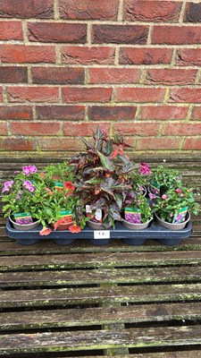 Lot 1017 - tray of 10 mixed basket plants