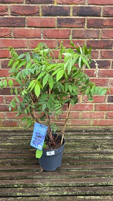 Lot 1018 - dwarf/patio wisteria