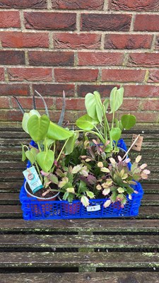 Lot 1019 - crate of mixed houseplants