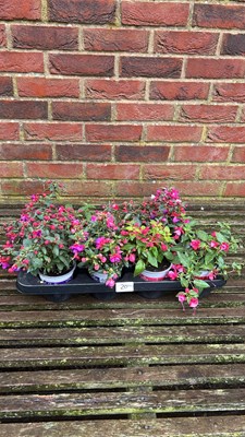 Lot 1020 - tray of 8 hardy fuchsia