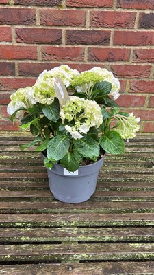 Lot 1021 - white hydrangea