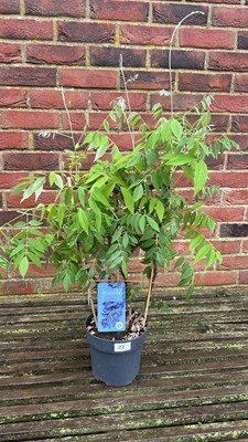 Lot 1022 - dwarf/patio wisteria