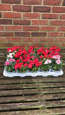 Lot 1024 - tray of 15 dianthus