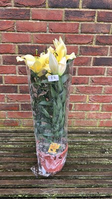 Lot 1023 - Potted Lilies