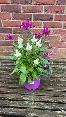 Lot 1025 - patio celosia