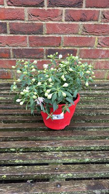 Lot 1026 - coloured pot Fuschia
