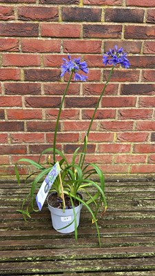 Lot 1027 - blue agapanthus