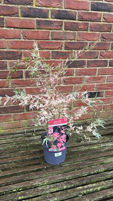 Lot 1028 - Taylor Acer