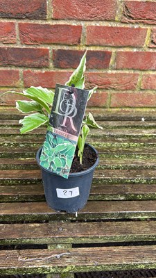 Lot 1029 - Francee hosta
