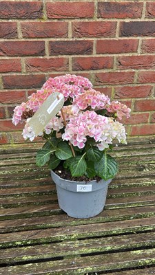 Lot 1030 - Pink Hydrangea