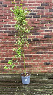 Lot 1031 - Kilmarnock weeping pussy willow tree