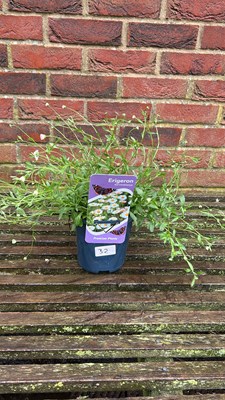 Lot 1032 - Erigeron Mexican fleabane