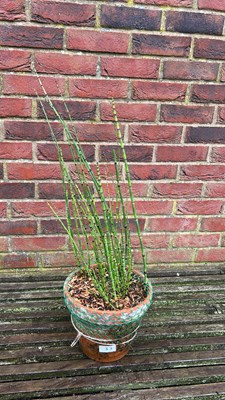 Lot 1033 - snake grass - can be a pond plant