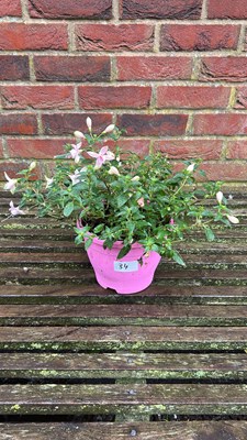Lot 1034 - coloured pot fuchsia