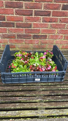Lot 1035 - crate of 4 x 6 pack Begonias