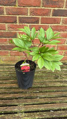 Lot 1036 - Karl Rosenfield Peony