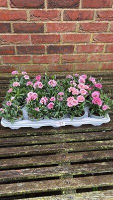 Lot 1037 - tray of 15 Dianthus