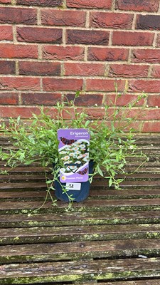 Lot 1038 - Erigeron Mexican fleabane
