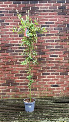 Lot 1040 - Salix Kilmarnock weeping pussy willow tree
