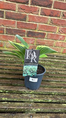 Lot 1041 - Aureomarginata Hosta