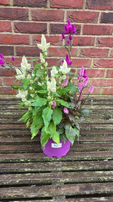 Lot 1042 - Patio Celosia