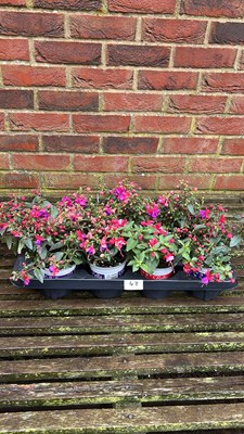 Lot 1043 - tray of 8 hardy Fuchsia