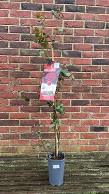 Lot 1044 - Red climbing rose ‘Mushimara’