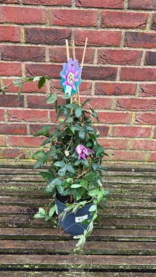 Lot 1045 - Climbing passionflower ‘Blooming Dreams’