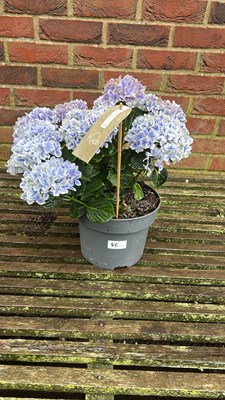 Lot 1046 - Blue Hydrangea