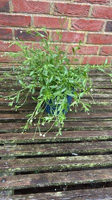 Lot 1047 - Erigeron Mexican Fleabane