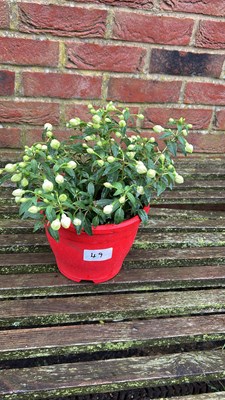 Lot 1049 - coloured pot hardy Fuschia