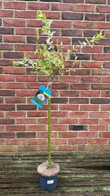 Lot 1050 - salix flamingo tree