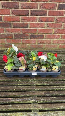 Lot 1051 - tray of 10 Non stop Begonias