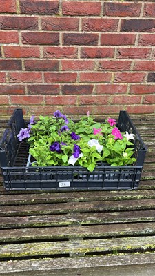 Lot 1052 - Crate of 4 x 6 pack Petunias