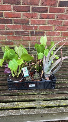 Lot 1054 - mixed crate of houseplants