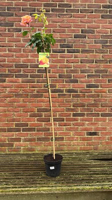 Lot 1055 - Standard Rose ‘Oriental Peace’