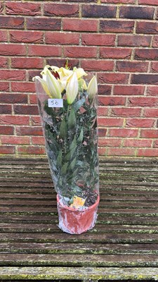 Lot 1056 - Potted Lilies