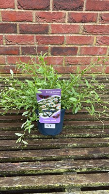 Lot 1057 - Erigeron Mexican Fleabane