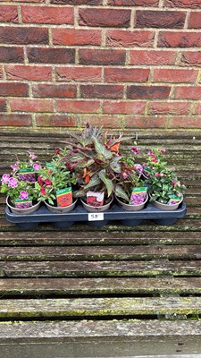 Lot 1058 - tray of 10 mixed basket plants