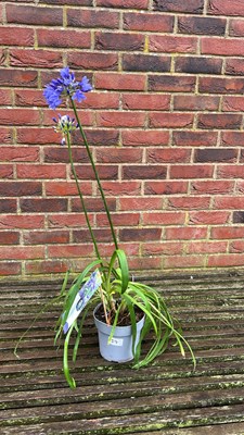 Lot 1059 - blue Agapanthus