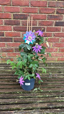 Lot 1060 - Passionflower’Blooming Dreams’