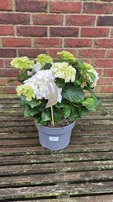 Lot 1061 - White Hydrangea
