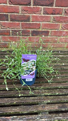 Lot 1062 - Erigeron Mexican Fleabane