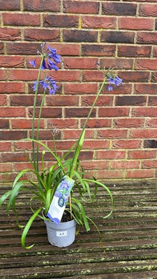 Lot 1063 - blue Agapanthus