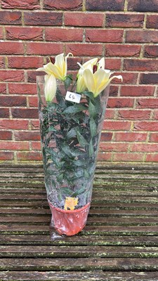 Lot 1064 - Potted Lilies