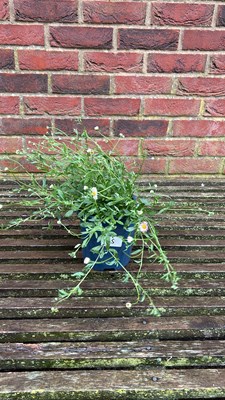 Lot 1065 - Erigeron Mexican Fleabane
