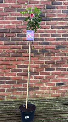 Lot 1066 - Standard Rose ‘Eden’