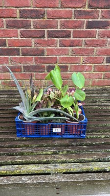 Lot 1067 - Crate of mixed houseplants